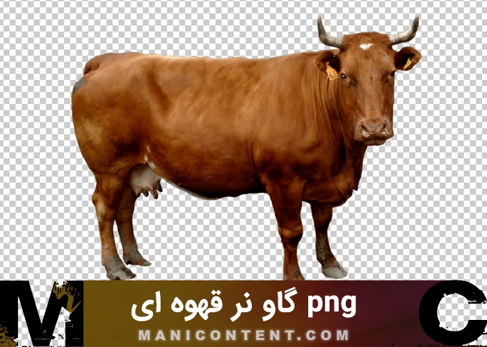 png گاو ماده قهوه ای شاخ دار brown female cow with horns