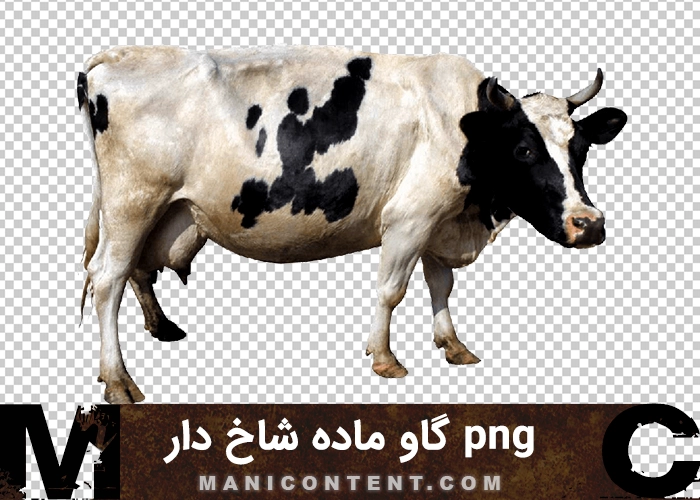 گاو ماده شاخ دار png female cow with horns