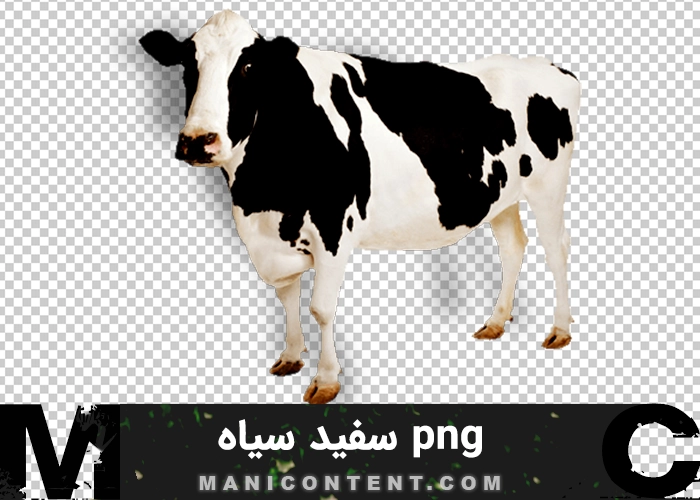 گاو سفید سیاه Black and white cow png